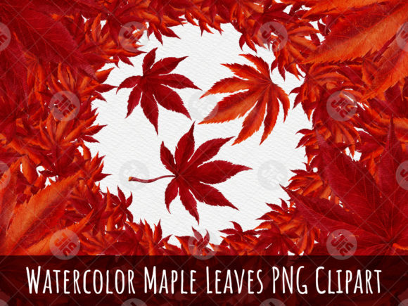 Watercolor Maple Leaves and Watercolor Maple Leaves Clipart